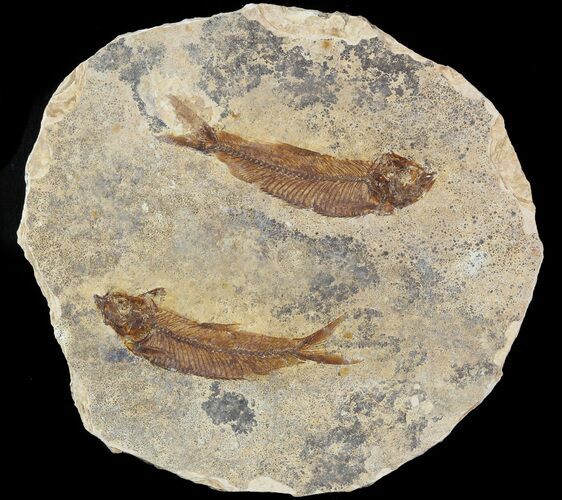 Fossil Fish (Knightia) Multiple Plate - Wyoming #47521